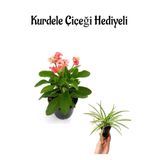 Nura Botanik Pembe Milyonluk Dikenler Tacı Çiçeği Kurdele Çiçeği Hediyeli