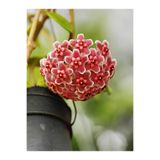Nura Botanik Pembe Mum Çiçeği Hoya, 1 Adet Saksılı, 10-20cm, İç Mekan Salon Bitkisi