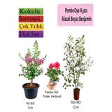 Nura Botanik Pembe Oya Ağacı, Alacalı Beyaz Benjamin, Pembe Gül Fidanı Hediyeli, 3'lü Set