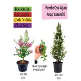 Nura Botanik Pembe Oya Ağacı, Arap Yasemini, Buz Çiçeği Hediyeli, 3'lü Set