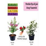 Nura Botanik Pembe Oya Ağacı, Arap Yasemini, Kırmızı Gül Fidanı Hediyeli, 3'lü Set