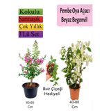 Nura Botanik Pembe Oya Ağacı, Beyaz Begonvil, Buz Çiçeği Hediyeli, 3'lü Set