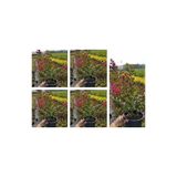 Nura Botanik Pembe Oya Ağacı Çiçeği Fidanı, 10 Adet Ayrı Saksılı, Lagerstroemia Indica