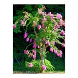 Nura Botanik Pembe Oya Ağacı Fidanı, 1 Adet, Saksılı Dış Mekan Bitkisi, Lagerstroemia Indica, Çok Renkli