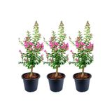 Nura Botanik Pembe Oya Ağacı Fidanı, 3 Adet, 30-65cm, Tüplü Saksılı, Çok Renkli