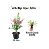 Nura Botanik Pembe Oya Ağacı Fidanı, 30-60 cm, Saksılı, Kurdele Çiçeği Hediyeli