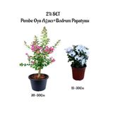 Nura Botanik Pembe Oya Ağacı Fidanı + Beyaz Bodrum Papatyası 2'li Bahçe Peyzaj Seti