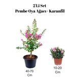 Nura Botanik Pembe Oya Ağacı Fidanı + Karanfil Çiçeği 2'Li Set, Dış Mekan Bitkisi