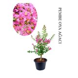 Nura Botanik Pembe Oya Ağacı Fidanı, Saksılı, 30-60cm, Çiçekli Ağaç