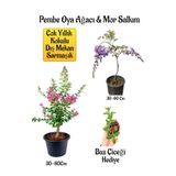 Nura Botanik Pembe Oya Ağacı Fidanı ve Mor Salkım Ağacı Fidanı Seti, 30-60 cm, Buz Çiçeği Hediyeli