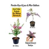 Nura Botanik Pembe Oya Ağacı Fidanı ve Mor Salkım Ağacı Fidanı Seti, Telgraf Çiçeği Hediyeli, 30-60 cm