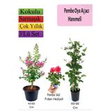 Nura Botanik Pembe Oya Ağacı, Hanımeli Çiçeği, Pembe Gül Fidanı Hediyeli Set