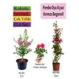 Nura Botanik Pembe Oya Ağacı, Kırmızı Begonvil, Pembe Gül Fidanı Hediyeli, 3'lü Set