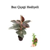 Nura Botanik Pembe Renk Alacalı Kauçuk Bitkisi, 50-60 cm, Buz Çiçeği Hediyeli