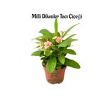 Nura Botanik Pembe Renk Dikenler Tacı Çiçeği, 1 Adet Saksılı, 20-25 cm