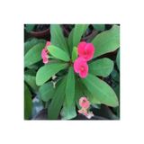 Nura Botanik Pembe Renk Dikenler Tacı Çiçeği, 15-35 cm Saksılı Çiçekli Bodur Bitki, Euphorbia Milii