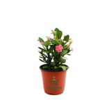 Nura Botanik Pembe Renk Dikenler Tacı Kaktüsü, 15-25 cm, Euphorbia milii, 1 Adet