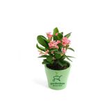 Nura Botanik Pembe Renk Milii Dikenler Tacı Çiçeği, 1 Adet Saksılı, Euphorbia Milii