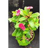 Nura Botanik Pembe Renk Milli Dikenler Tacı Çiçeği Fidanı, 15-25 cm Saksılı Pink Euphorbia