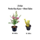 Nura Botanik Pembe Renk Oya Ağacı Fidanı+Altuni Taflan 2'li Set Saksılı Bahçe Bitkisi