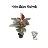 Nura Botanik Pembe Renkli Kauçuk Bitkisi, Helen Saksı, Sevgililer Gününe Özel