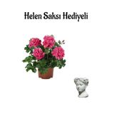 Nura Botanik Pembe Sakız Sardunya Helen Saksı Hediyeli Ev Bitkisi