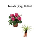 Nura Botanik Pembe Sakız Sardunya Kurdele Çiçeği Hediyeli Ev Bitkisi