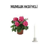 Nura Botanik Pembe Sakız Sardunya, Mumluk Hediyeli, Çiçekli Bodur Ev Bitkisi