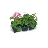 Nura Botanik Pembe Sardunya Fidesi, 2 Adet Saksılı, 10-25 cm, Salon Balkon Çiçeği