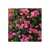 Nura Botanik Pembe Sarmaşık Gül Fidanı, Yediveren Kokulu, 3 Adet Saksılı, 80-160cm, Climbing Rose