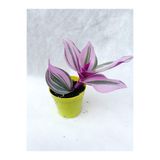 Nura Botanik Pembe Telgraf Çiçeği Tradescantia Nanouk, 5.5 cm Saksı, İç Mekan Bitkisi