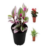 Nura Botanik Pembe Telgraf-Milli Dikenler Tacı-Kurdele Çiçeği 3'lü Saksılı Mini Salon Bitki Seti, 10-20 cm
