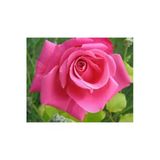 Nura Botanik Pembe Yediveren Gül, 25-35 cm, Saksıda Aşılı Gül Fidanı, Pink Rose