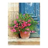 Nura Botanik Pembe Zakkum Çiçeği Fidanı, 40-60 cm, Saksılı Dış Mekan Bitkisi, Nerium Oleander