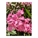 Nura Botanik Pembe Zakkum Çiçeği Fidanı, 40-60 cm, Saksılı, Oleander