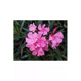Nura Botanik Pembe Zakkum Çiçeği Fidanı, 50-70 cm, Tüplü, Oleander