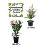 Nura Botanik Pembe Zakkum Çiçeği + Pembe Oya Ağacı Saksılı Bahçe Seti, 30-60 cm, Çok Renkli