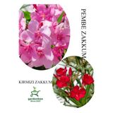 Nura Botanik Pembe Zakkum Fidanı, Kırmızı Zakkum, Saksılı, 30-60cm, Çok Renkli, 2 Adet Set