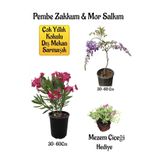 Nura Botanik Pembe Zakkum Fidanı, Mor Salkım Ağacı Fidanı, Mezem Çiçeği Hediyeli Bahçe Peyzaj Seti