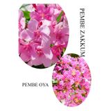 Nura Botanik Pembe Zakkum Fidanı, Pembe Oya Ağacı, Saksılı, 30-60cm, 1 Adet