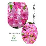 Nura Botanik Pembe Zakkum Fidanı, Pembe Oya Ağacı, Saksılı, 30-60cm, Çok Renkli, 1 Adet