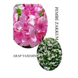 Nura Botanik Pembe Zakkum Fidanı Saksılı 30-60cm, Arap Yasemin Çiçeği 30-50cm, Set