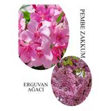 Nura Botanik Pembe Zakkum Fidanı Saksılı 30-60cm, Erguvan Ağacı 40-70cm Combo Set