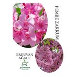 Nura Botanik Pembe Zakkum Fidanı Saksılı 30-60cm ve Erguvan Ağacı 40-70cm Combo Set