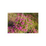 Nura Botanik Persian Shield, Pembe Çiçekli, 10-20 cm Tüplü Bodur İç Mekan Bitkisi