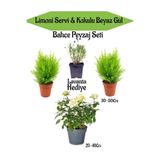 Nura Botanik Peyzaj Seti, 2 Adet Limoni Servi + 1 Adet Beyaz Gül Fidanı + Hediye Lavanta