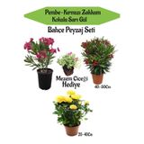 Nura Botanik Peyzaj Seti, Pembe Zakkum, Kırmızı Zakkum, Sarı Gül, Mezem Çiçeği Hediyeli