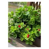Nura Botanik Pink Delosperma Buz Çiçeği, 10 Adet Tüplü, 10-20 cm