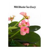 Nura Botanik Pink Euphorbia Milii Dikenler Tacı Çiçeği, Pembe Renk, 15-25 cm