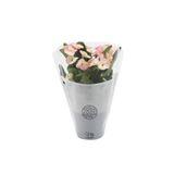 Nura Botanik Pink Ithal Euphorbia Milii Pembe Dikenler Tacı Özel Tür Fidesi